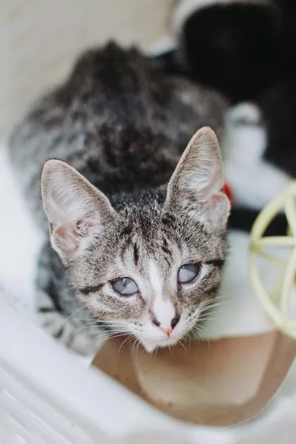 A baby small-sized female Domestic Short Hair cat named a Cyndi Lauper for adoption in North Charleston, SC
