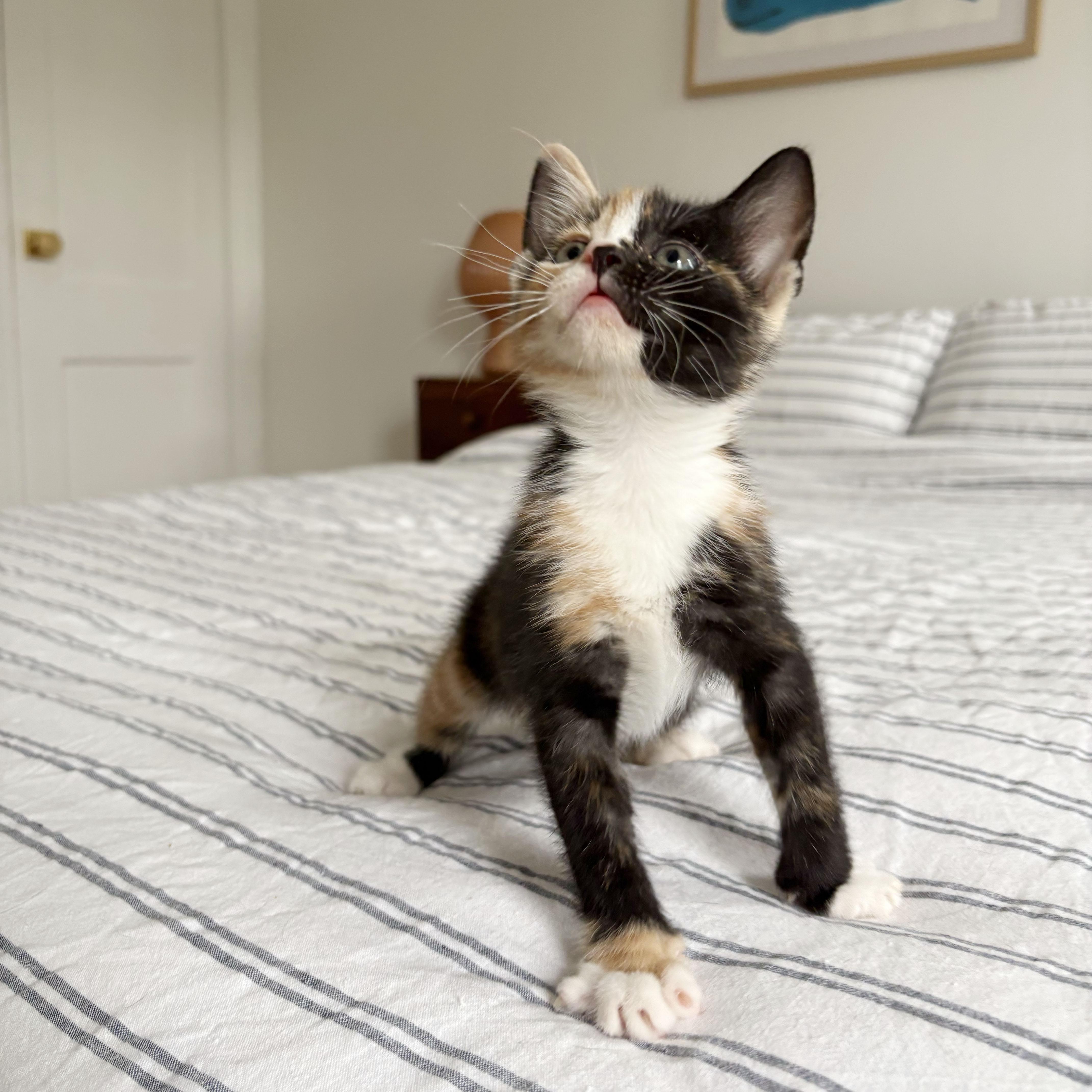 A baby medium-sized male Black & White / Tuxedo Domestic Short Hair cat named Tres Leches + Alfajor for adoption in BROOKLYN, NY