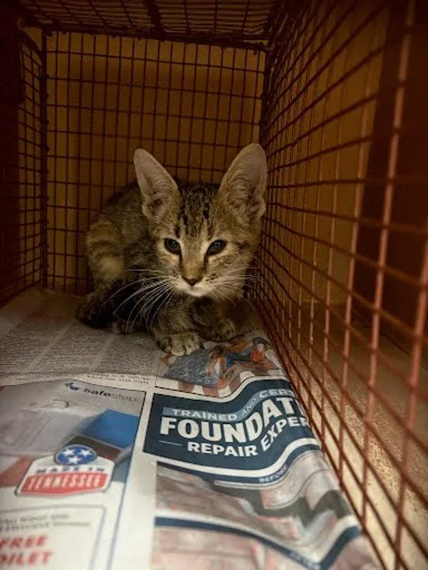 A baby small-sized female Domestic Short Hair cat named Kirara for adoption in Austin, TX