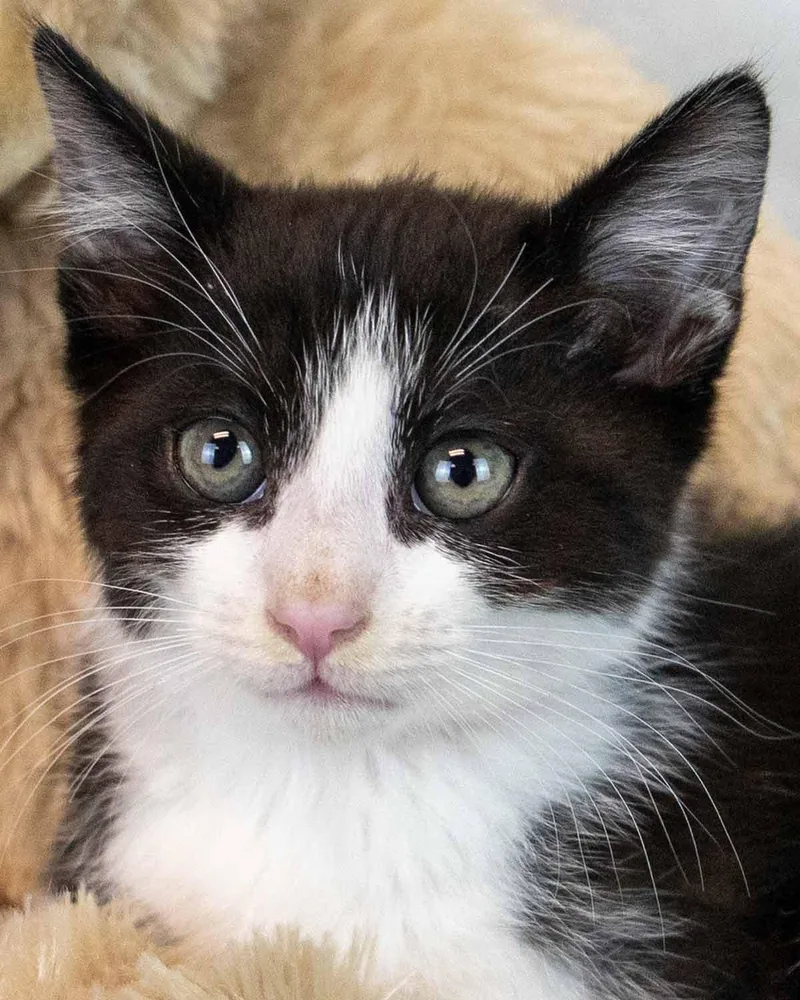 A baby medium-sized male Domestic Short Hair cat named Bozo for adoption in Kennesaw, GA