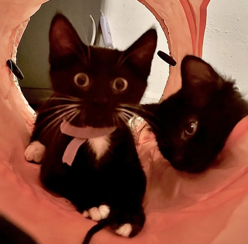 A baby medium-sized female Black & White / Tuxedo Domestic Short Hair cat named Eleanor for adoption in Seal Beach, CA