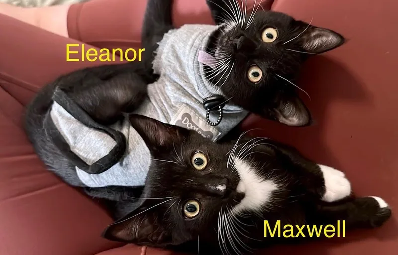 Eleanor thumbnail 3