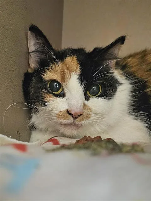 An adult medium-sized female Domestic Medium Hair cat named Pebbles for adoption in Clyde, NC