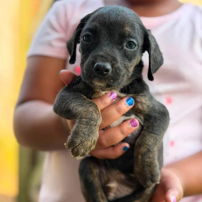 A baby small-sized male Black Mixed Breed dog named Jacob for adoption in Buffalo, MN