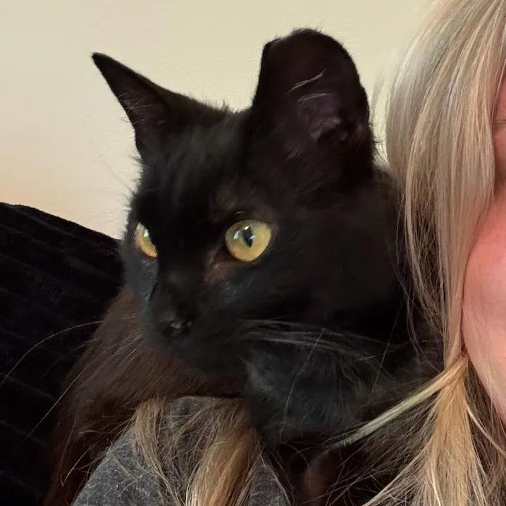 An adult small-sized female Black Domestic Short Hair cat named Phoebe for adoption in Medina, OH