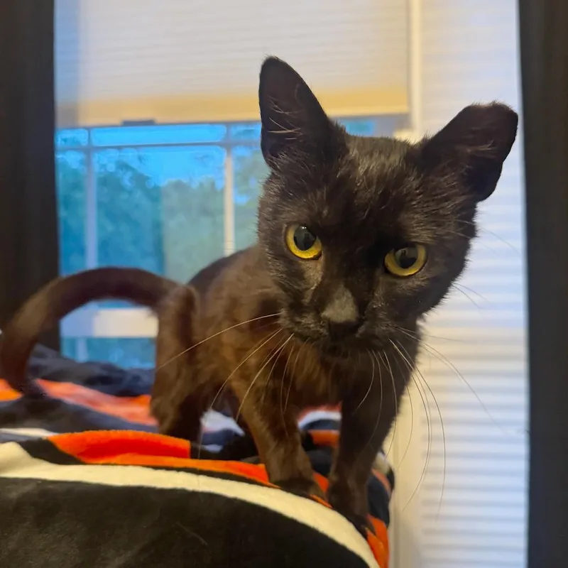 Phoebe thumbnail 2