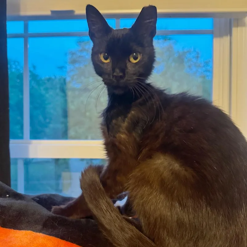 Phoebe thumbnail 4