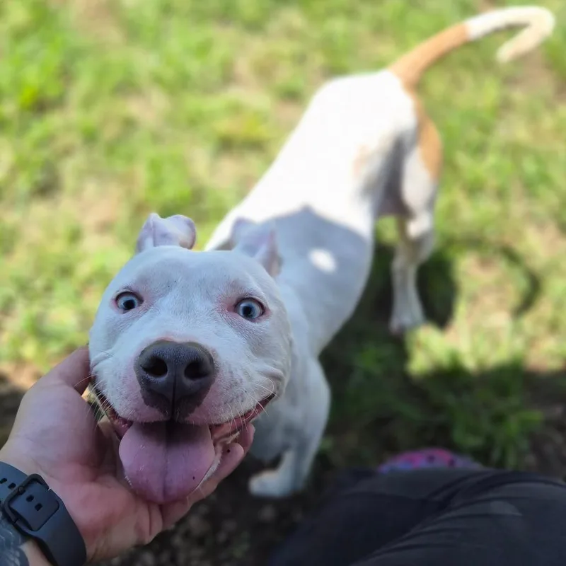 A young medium-sized female White / Cream Terrier dog named Tilly for adoption in Wahiawa, HI