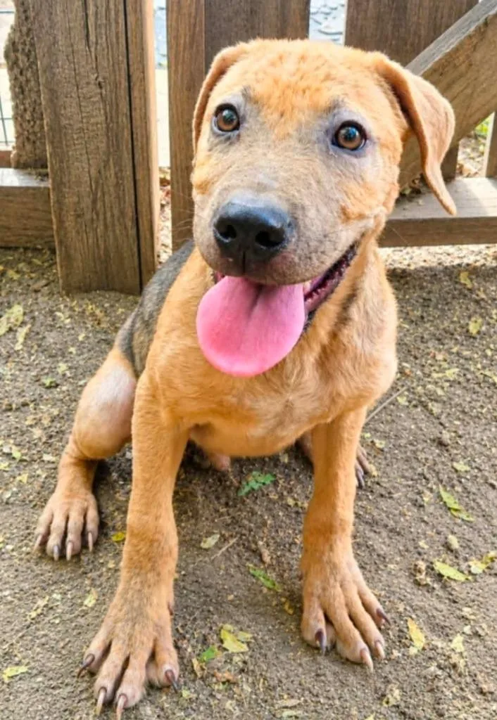A baby medium-sized male Terrier dog named Eight Track Nate for adoption in El Dorado, AR