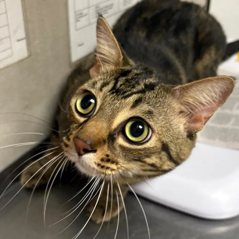 An adult large-sized male Black Domestic Short Hair cat named Duke for adoption in Yuma, AZ