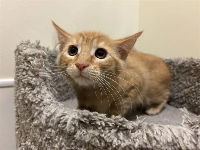 A baby small-sized female Domestic Medium Hair cat named Pepperoni for adoption in Santa Clara, CA