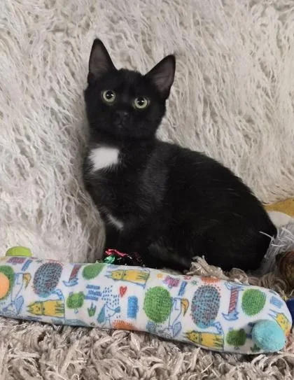 A baby small-sized female Domestic Medium Hair cat named Zaylen for adoption in Conway, SC