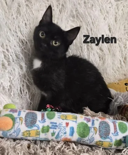 Zaylen thumbnail 2