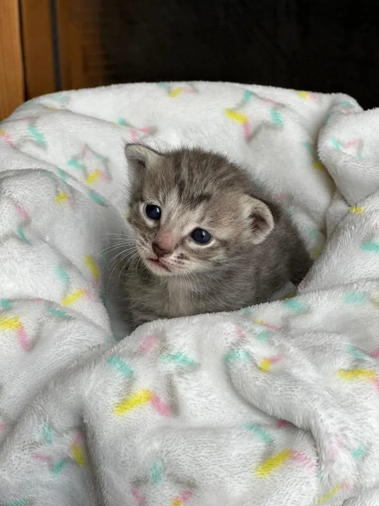 A baby medium-sized male Tabby (Gray / Blue / Silver) Tabby cat named Apple Jacks for adoption in Mira Loma, CA