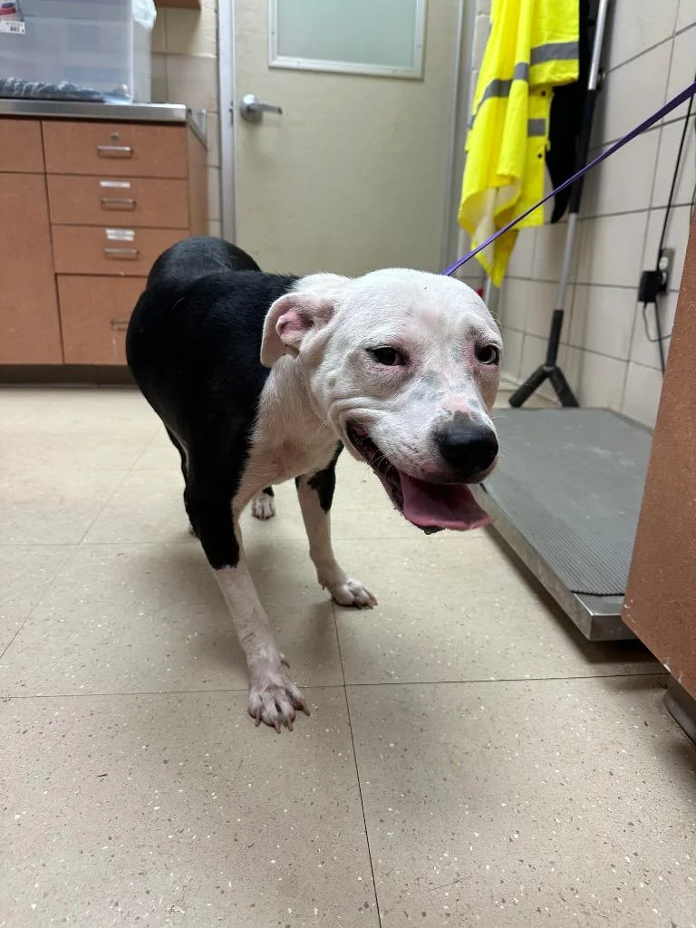 An adult large-sized female Mixed Breed dog named Karma for adoption in Bossier City, LA