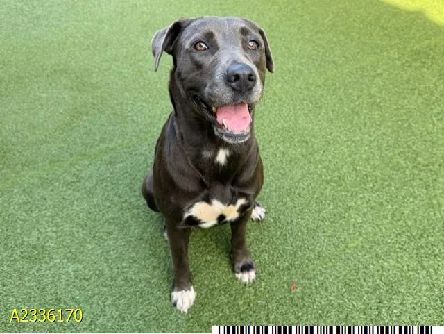 An adult large-sized female Mixed Breed dog named Piper for adoption in West Palm Beach, FL