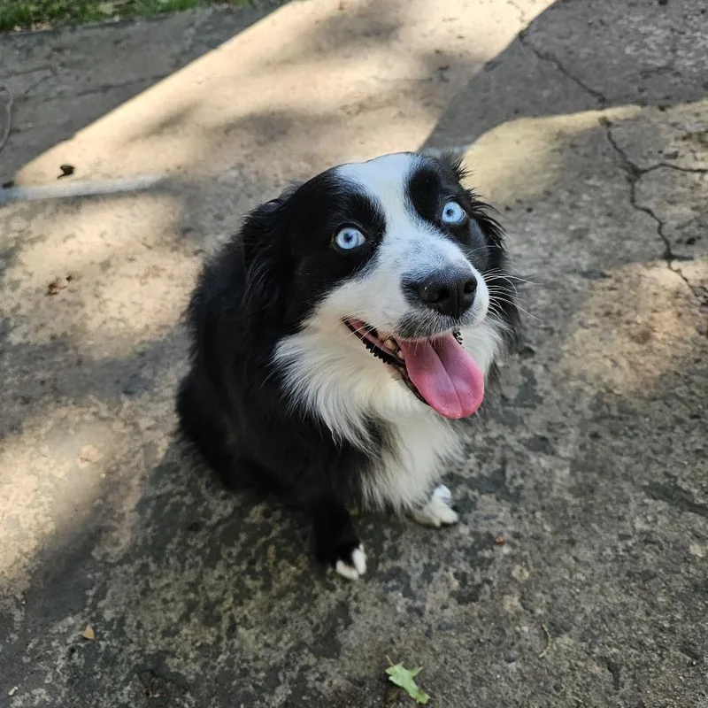 An adult medium-sized male Australian Shepherd dog named Stein for adoption in Little Rock, AR