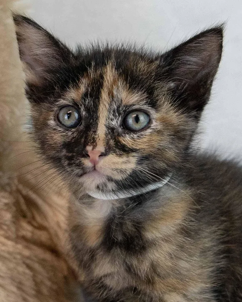 A baby medium-sized female Domestic Short Hair cat named Imogene for adoption in Kennesaw, GA