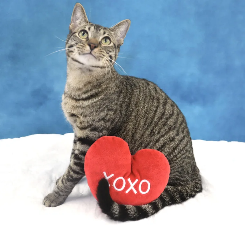 Musubi  Super Purr thumbnail 2