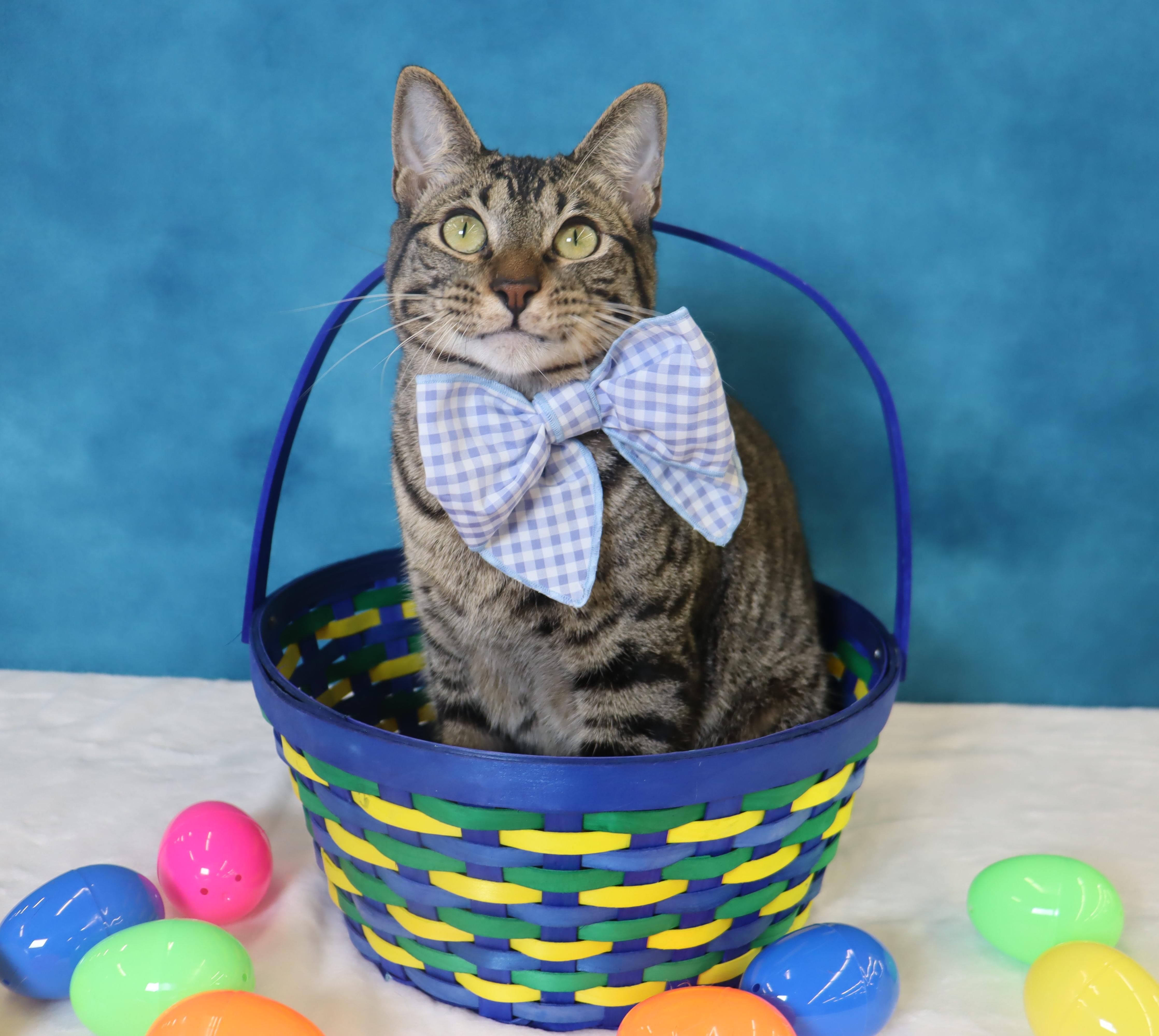 Musubi  Super Purr thumbnail 3