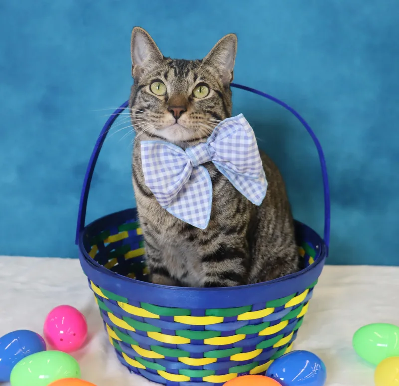 Musubi  Super Purr thumbnail 4