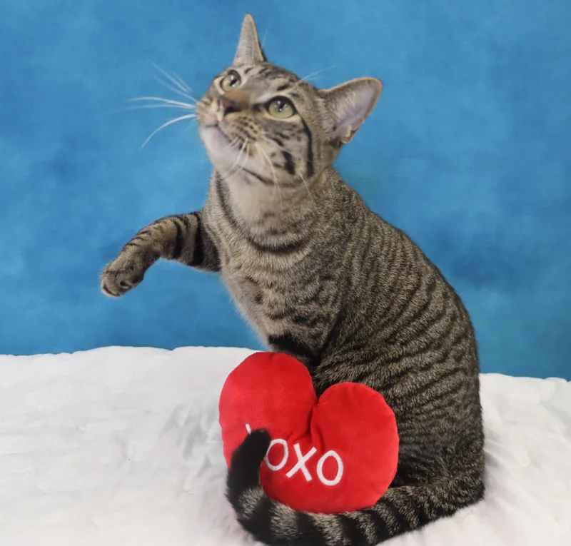 Musubi  Super Purr thumbnail 5