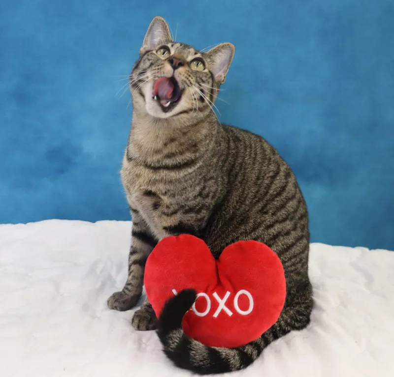 Musubi  Super Purr thumbnail 6