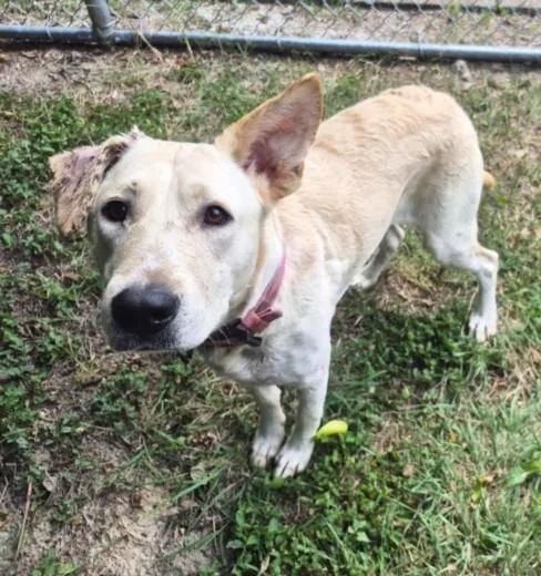 A young large-sized female Labrador Retriever dog named Ruby for adoption in Houston, TX