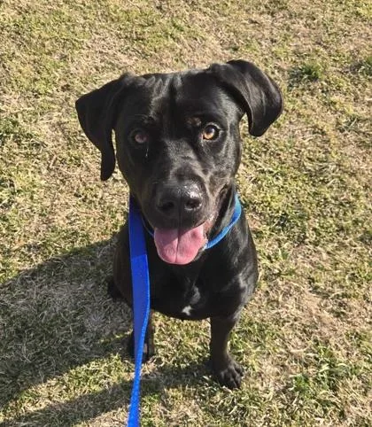 A young large-sized male Labrador Retriever dog named Fritz for adoption in Knoxville, TN
