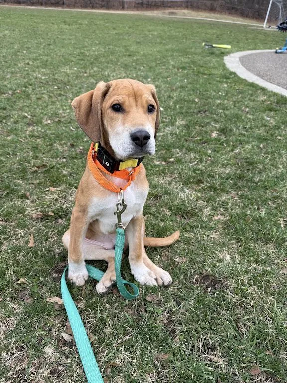 Rosie Green  Local thumbnail 3