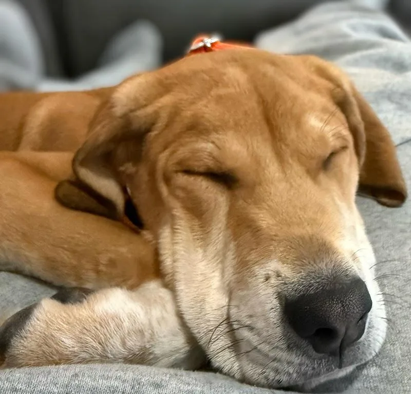 Rosie Green  Local thumbnail 5