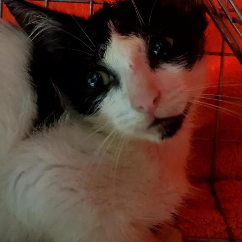 A baby small-sized female White Domestic Short Hair cat named Trisha for adoption in Jacksonville, FL