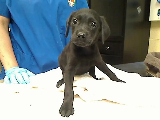 A baby large-sized female Poodle dog named Always There Bear for adoption in Cookeville, TN