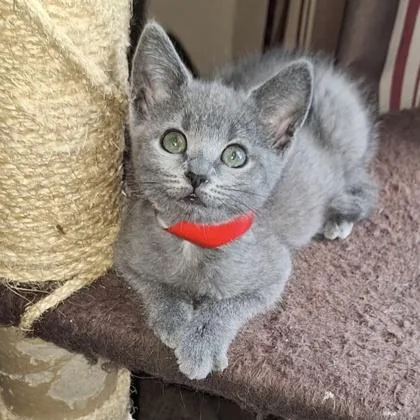 A baby small-sized female Domestic Short Hair cat named Scarlett for adoption in Janesville, WI