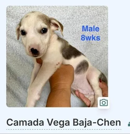 A baby small-sized male Mixed Breed dog named Chen for adoption in Washington, DC