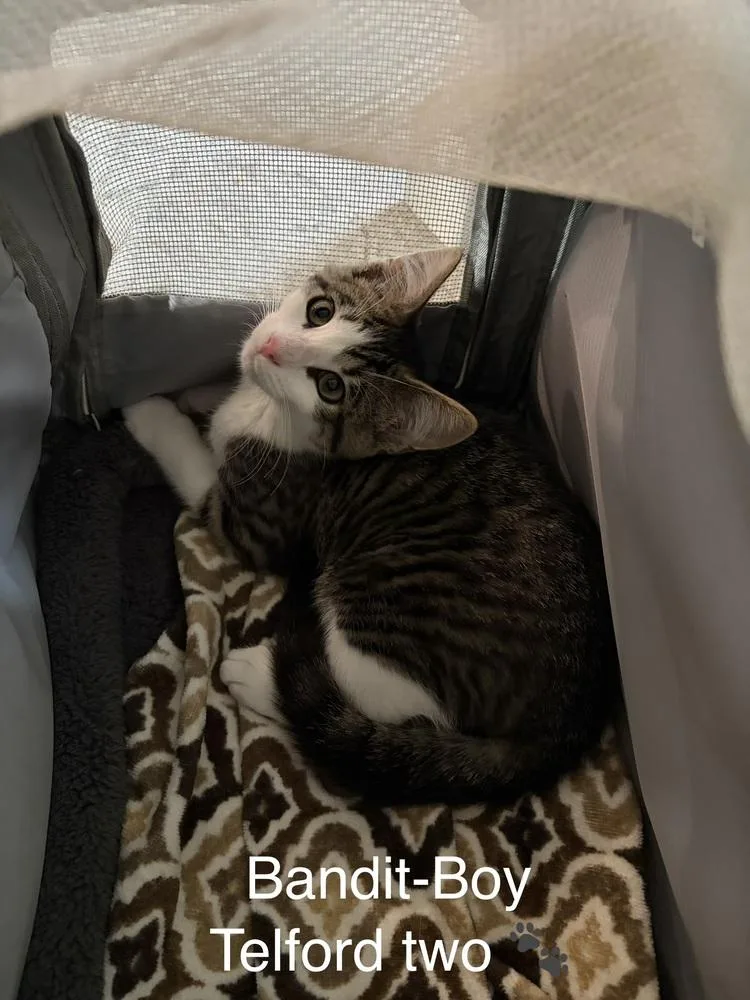 A baby small-sized male Black & White / Tuxedo Domestic Short Hair cat named Bandit for adoption in Telford, PA