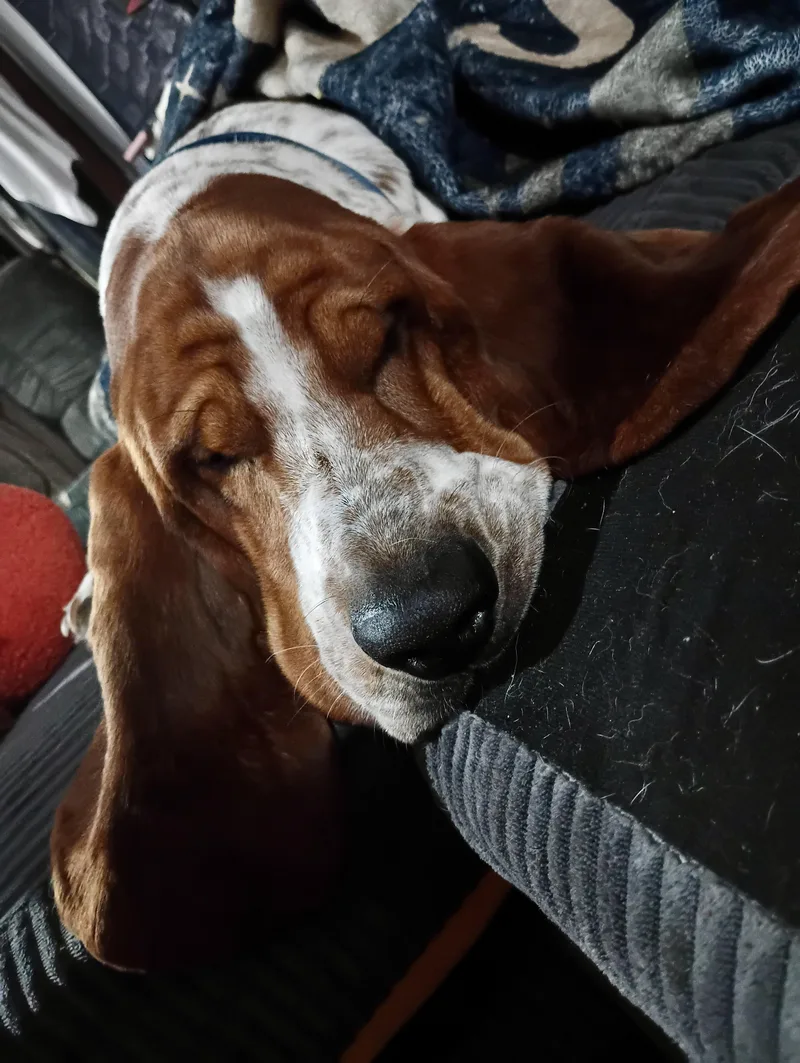Basset Buddy