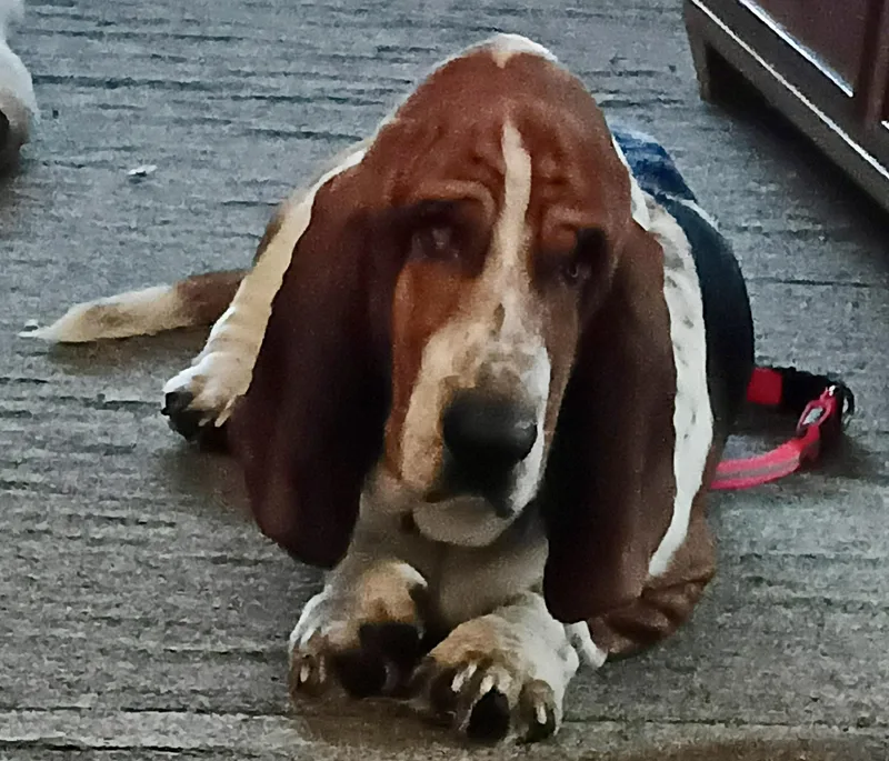 Basset Buddy thumbnail 2