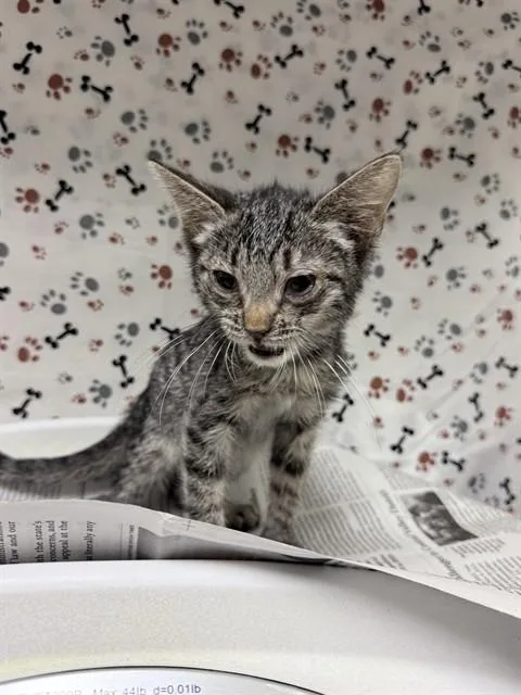 A baby small-sized female Domestic Short Hair cat named Amanda for adoption in Riverside, CA