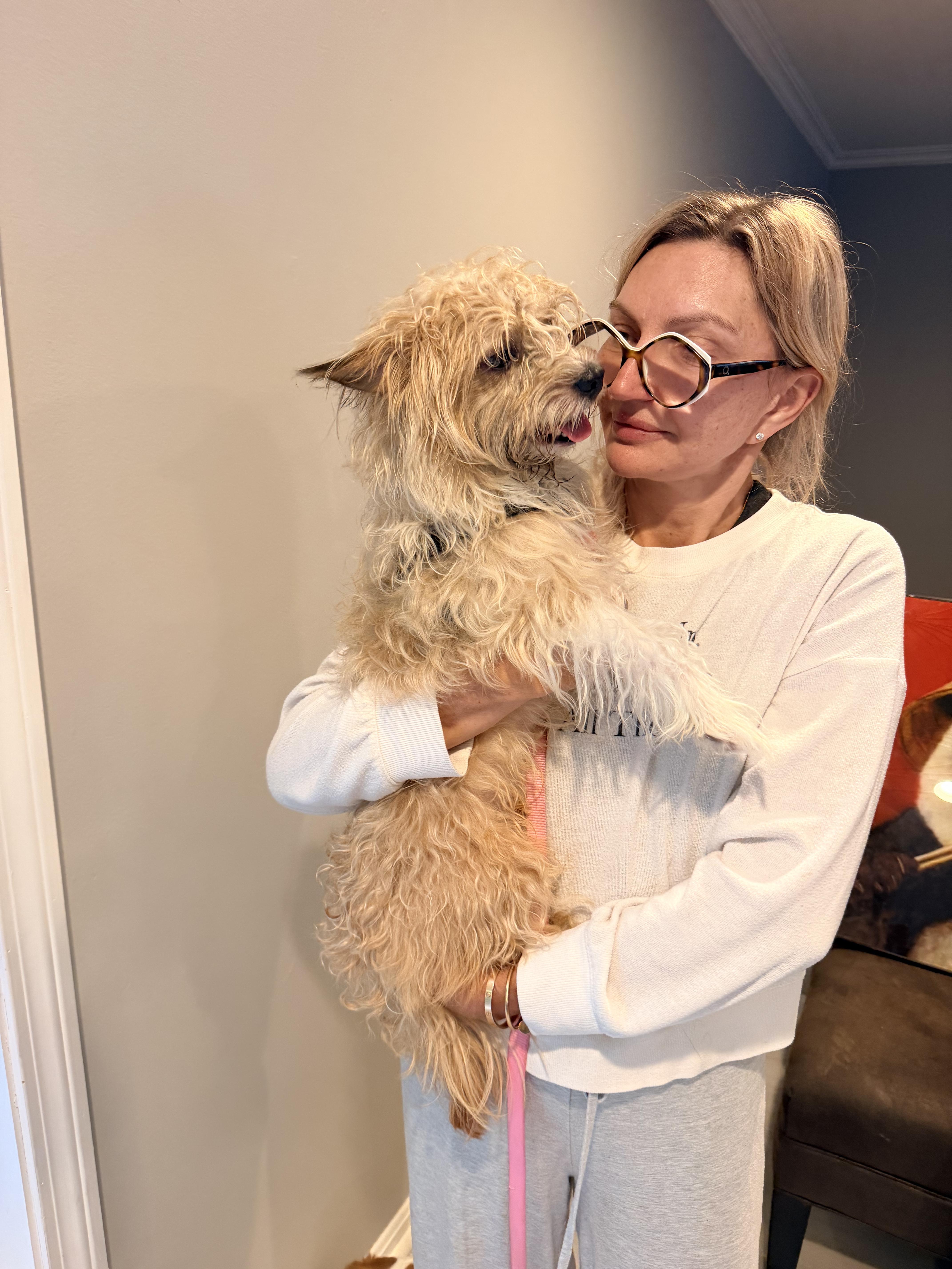 A young small-sized male West Highland White Terrier / Westie dog named Ace for adoption in Shrewsbury, MA