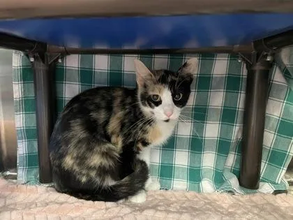 An adult small-sized female Domestic Short Hair cat named India for adoption in Independence, MO