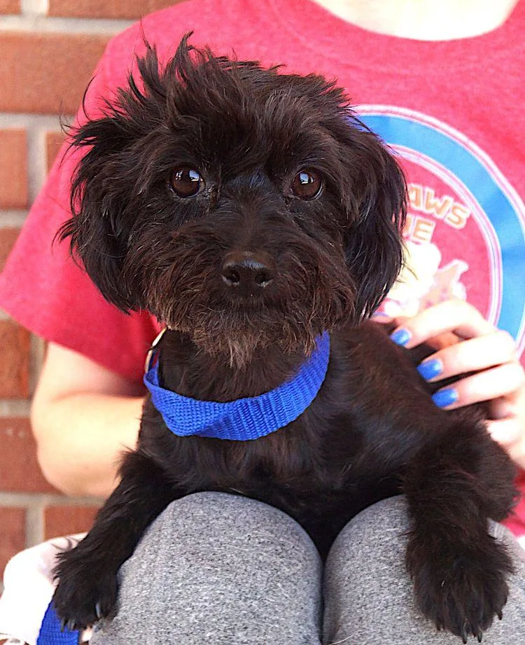 An adult small-sized female Black Maltipoo dog named Jojo for adoption in Carrollton, TX