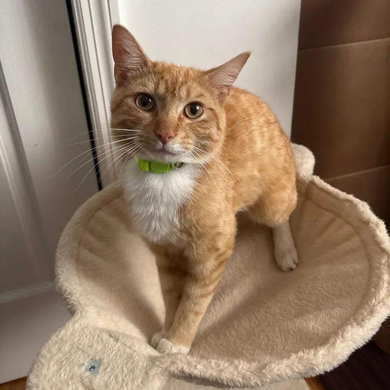 A young medium-sized male Orange / Red Domestic Short Hair cat named Loyd for adoption in Staten Island, NY