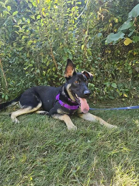 A young large-sized female German Shepherd Dog dog named Willow for adoption in Methuen, MA