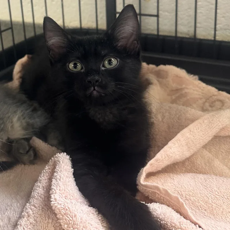 A baby small-sized male Black Domestic Short Hair cat named Pencil for adoption in Rocky Mount, VA