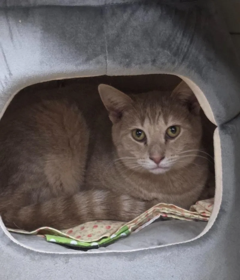 A young medium-sized male Domestic Short Hair cat named Spider for adoption in Olean, NY