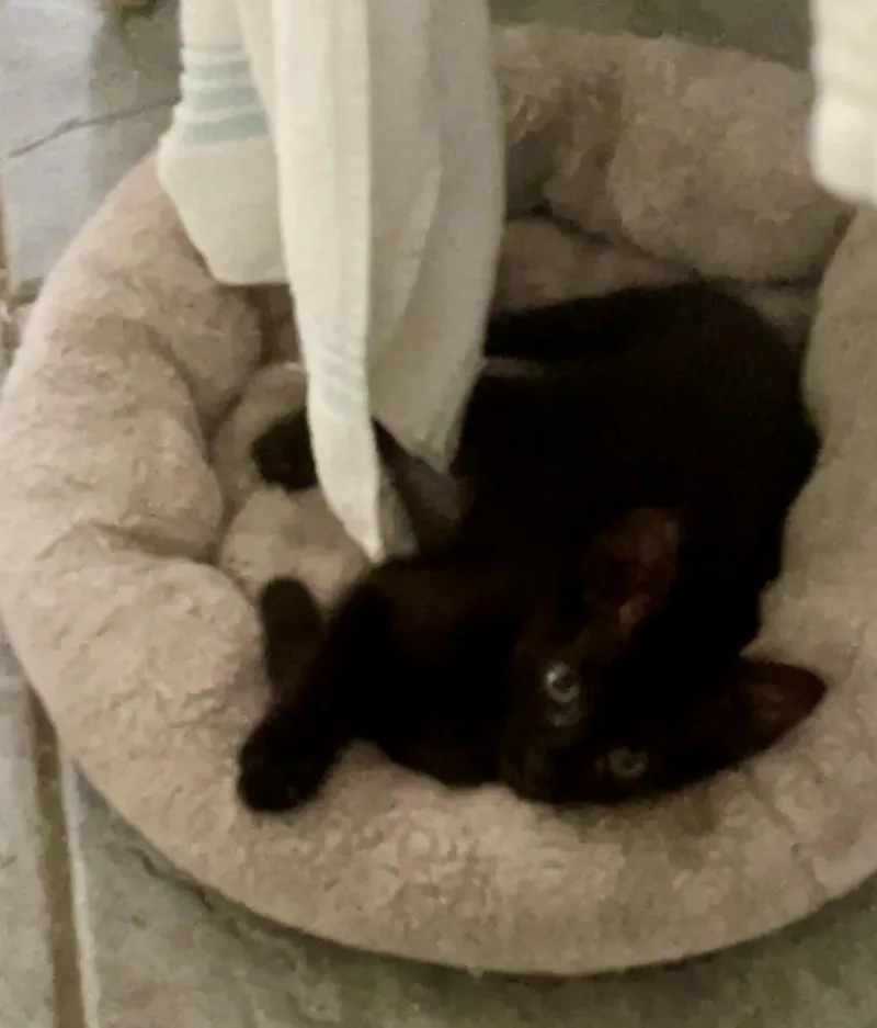 Odette thumbnail 3