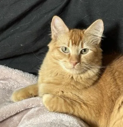 A young small-sized female Domestic Medium Hair cat named Blaze for adoption in River Ridge, LA