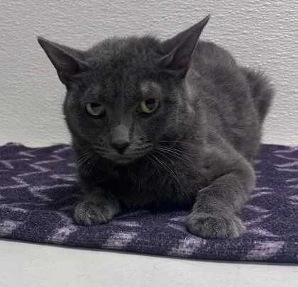 An adult small-sized female Domestic Short Hair cat named Mary for adoption in Phoenix, AZ