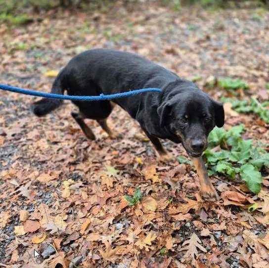 An adult large-sized female Mixed Breed dog named Zero for adoption in Pottsville, PA